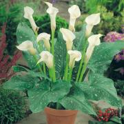 Arum ou Calla