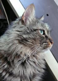 Attila