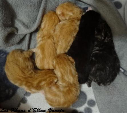 Chatons Manx 2020