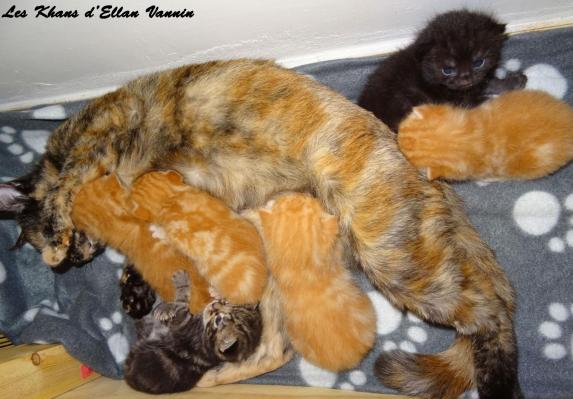 Chatons Manx 2020