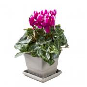 Cyclamen