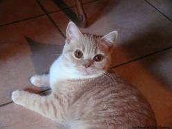 Idromel british shorthair 1 an