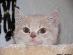 Idromel british shorthair 2 mois