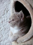 Idromel british shorthair 4 mois