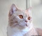 Idromel british shorthair