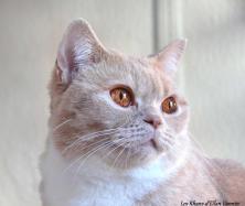 Idromel british shorthair