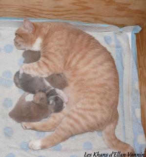 Idromel et ses chatons british shorthair