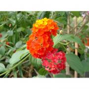 Lantana rouge corse