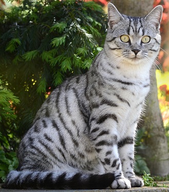 Les differentes robes chat silver