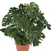 Philodendron