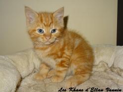Rahan Manx longy