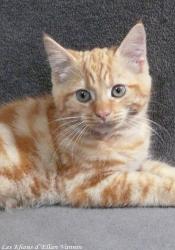 Ramsey Manx rumpy
