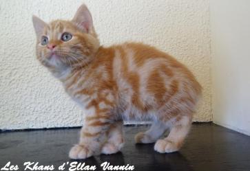 Ramsey Manx rumpy