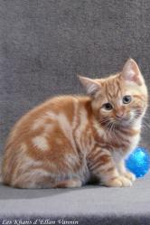 Ramsey Manx rumpy