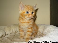 Ramsey Manx rumpy