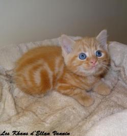 Ramsey Manx rumpy