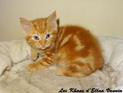 Renoso Manx longy