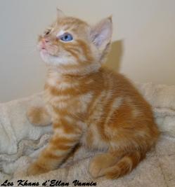 Renoso Manx longy