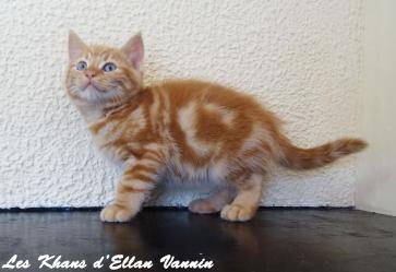 Renoso Manx longy
