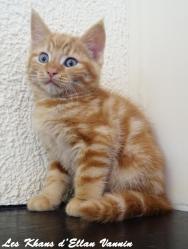 Renoso Manx longy