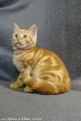 Renoso Manx longy