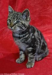 Roseen Manx