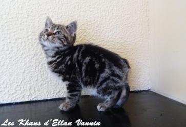 Roseen Manx
