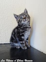 Roseen Manx