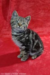 Roseen Manx