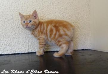 Ryu Manx rumpy