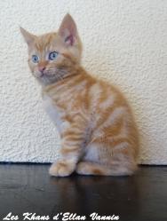Ryu Manx rumpy