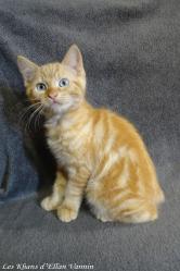 Ryu Manx rumpy