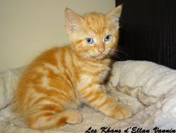 Ryu Manx rumpy